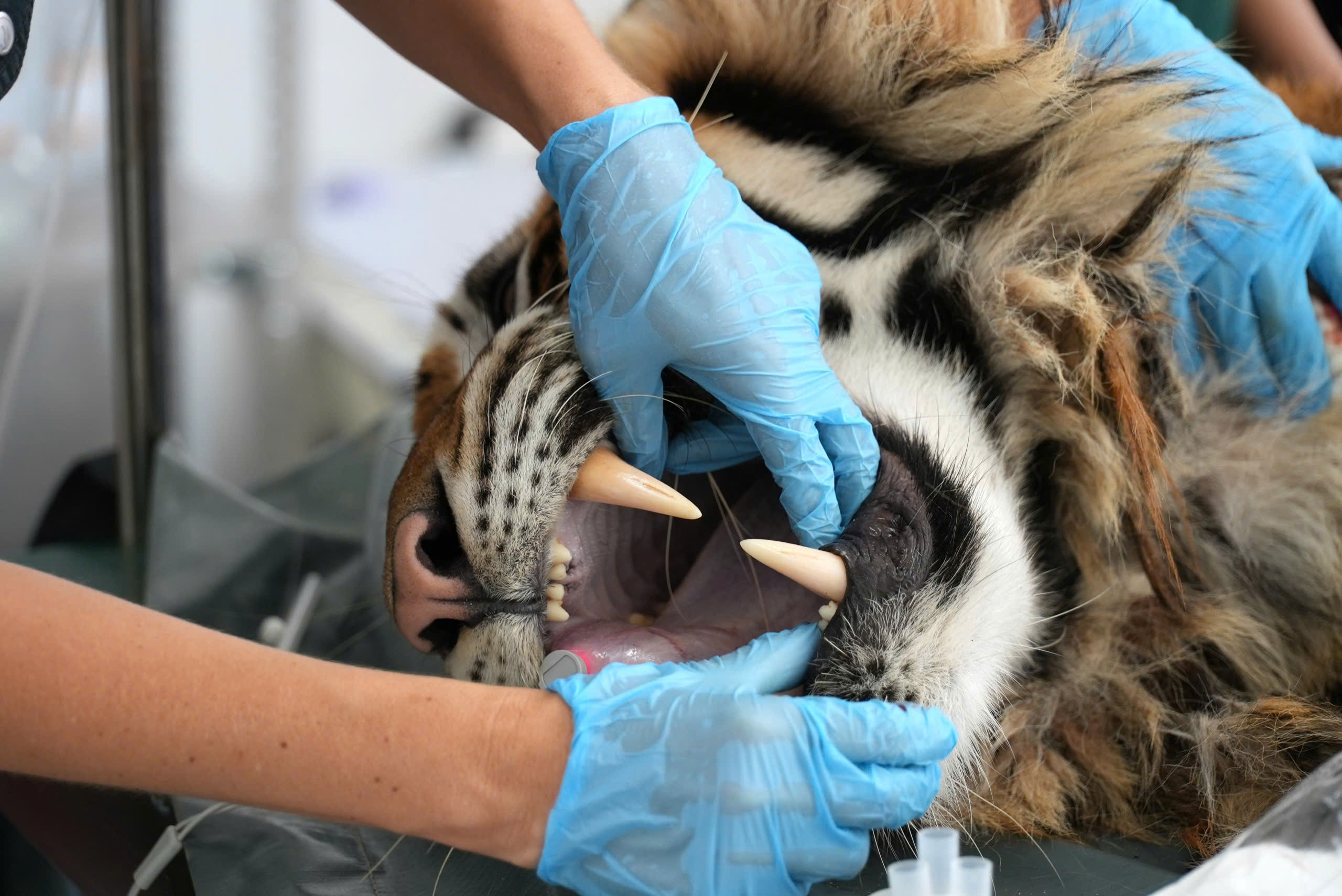 Kiểm Tra Sức Khỏe 7 Cá Thể Hổ Đông Dương Tại Phong Nha - Kẻ Bàng: Bí Ẩn 'Bất Động' Nhiều Giờ